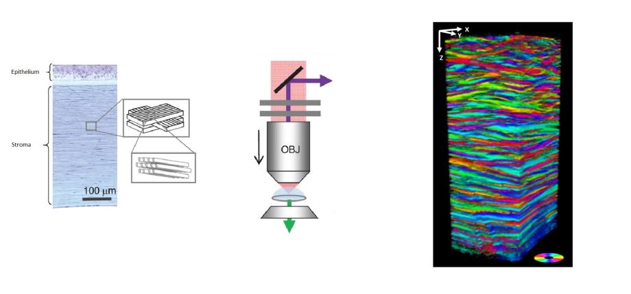 Cartographier la structure de la cornée humaine