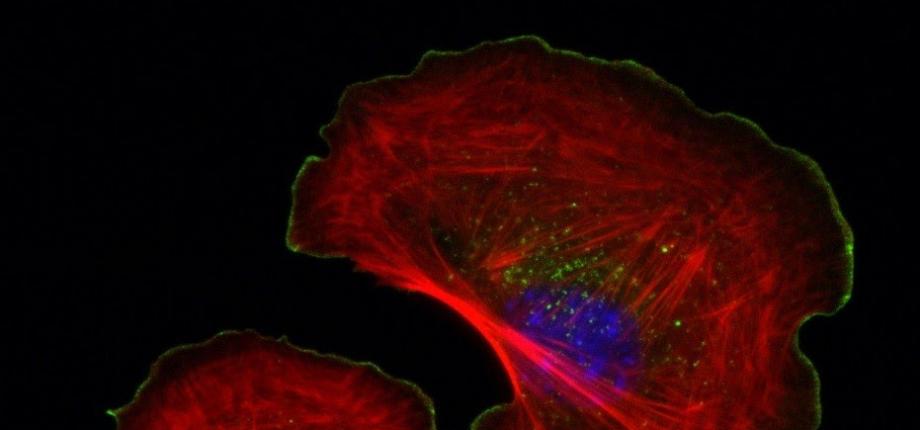 Domaine Doctorat Biologie et Chimie