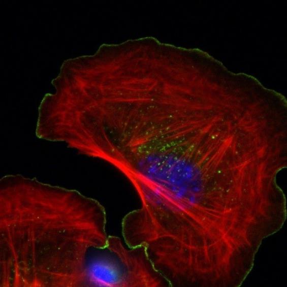 Domaine Doctorat Biologie et Chimie
